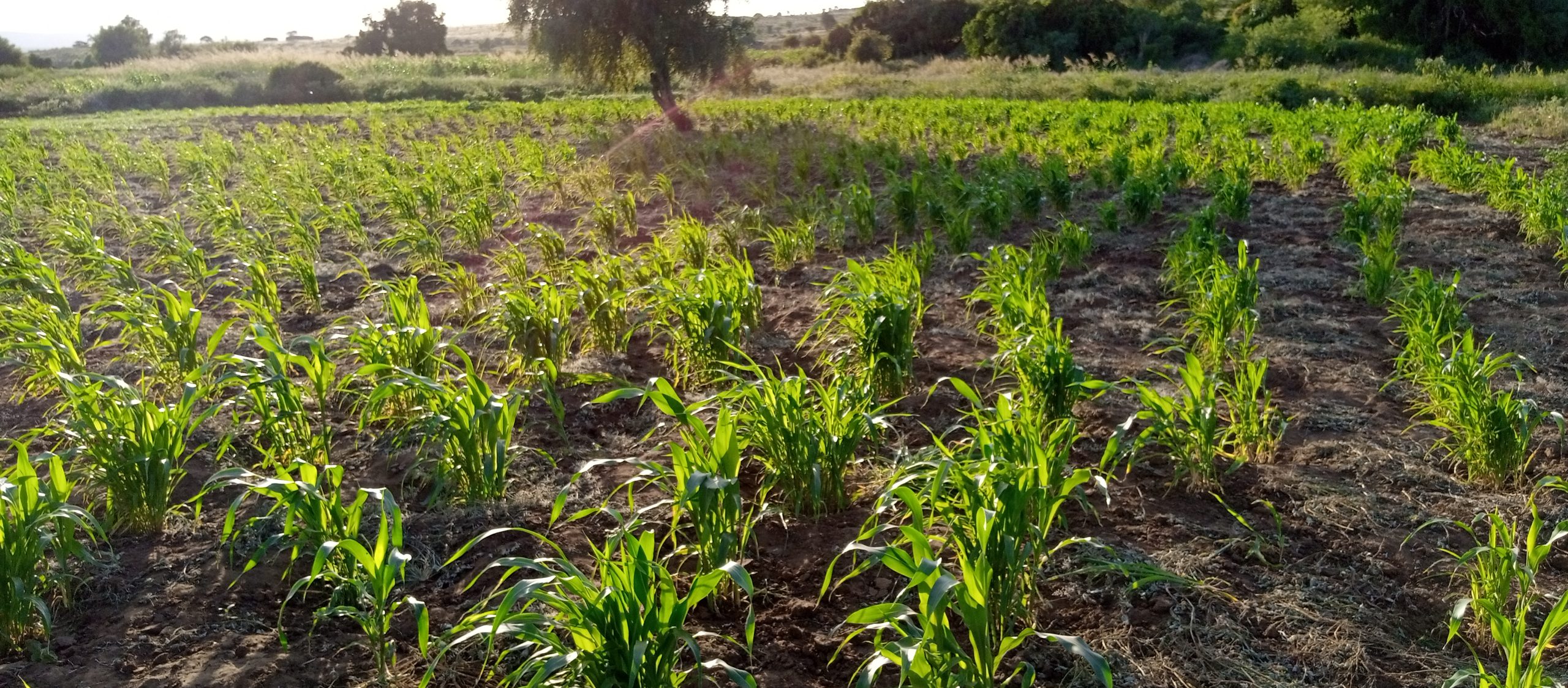 Jordbruksredskap & fröer – SYDSUDAN
